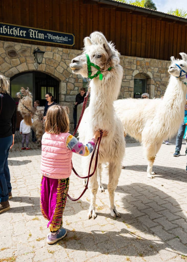 Mädchen in pinker Weste hält Leine und streichelt ein weißes Lama mit grünem Halfter, weitere Lamas und Besucher vor Steingebäude im Hintergrund.