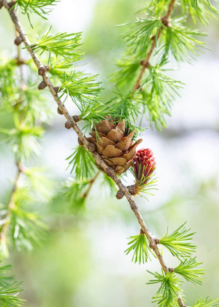 Zweig einer Lärche mit grünem Nadelschopf, geöffnetem braunen Zapfen und kleinem roten jungen Zapfenbud.