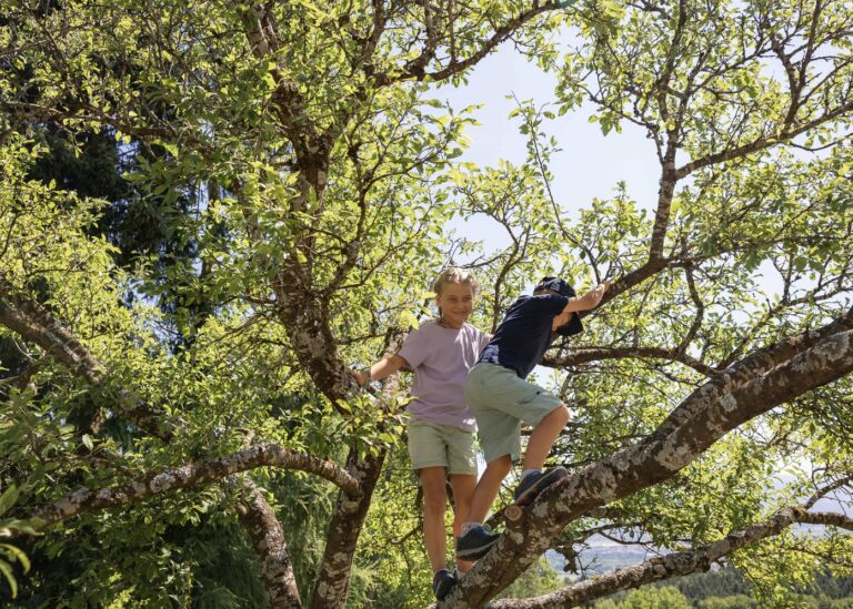 Kinder klettern auf einen Baum